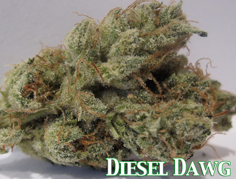 Diesel Dawg