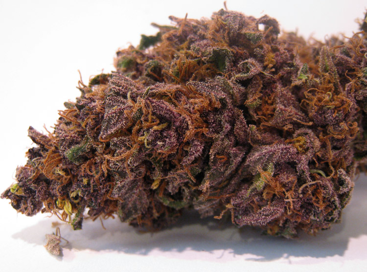 Candy Purple Weed