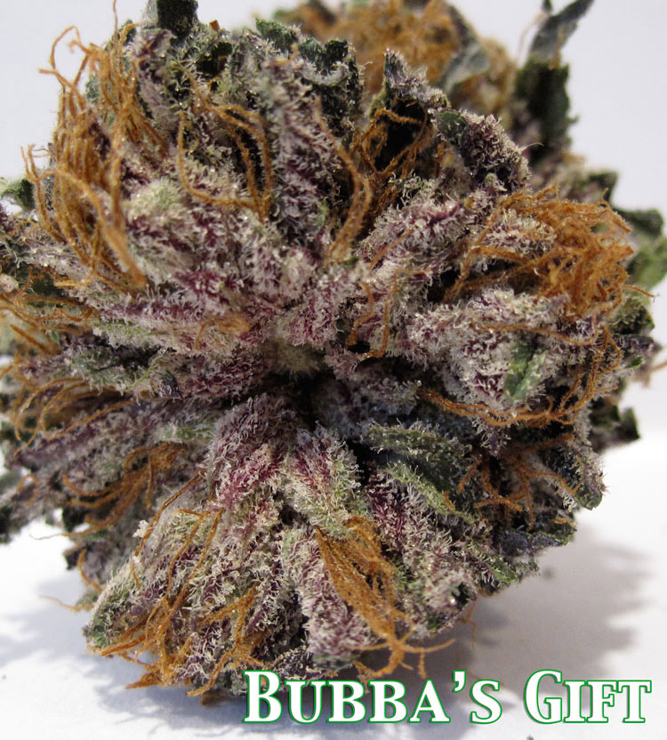 gods_gift_bubba_kush_purple.jpg