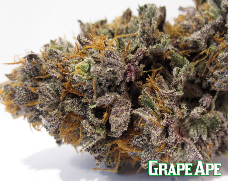 grape ape plant