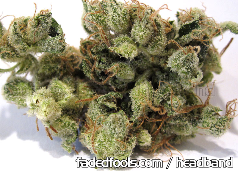 Headband Weed Marijuana