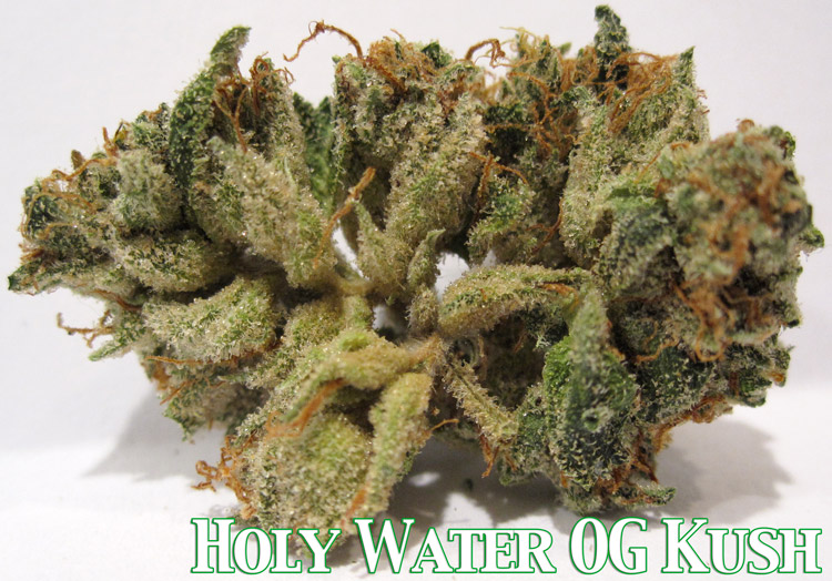 Holy Water OG Kush