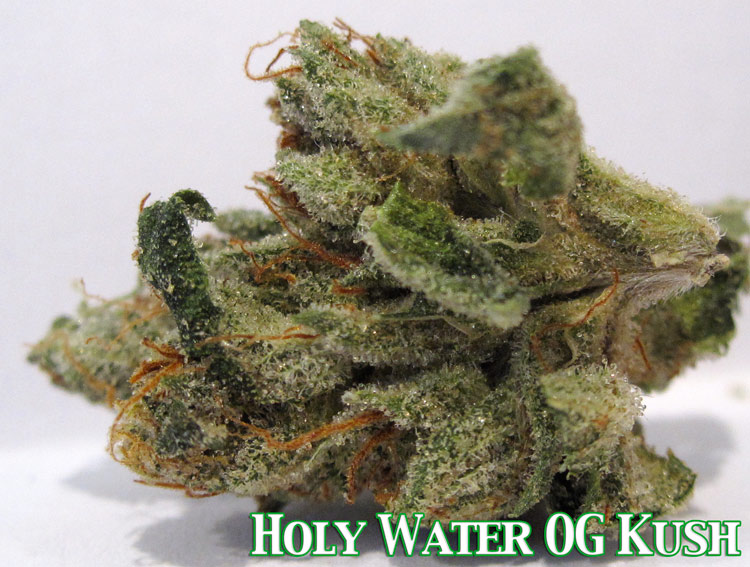 Holy Water OG Kush