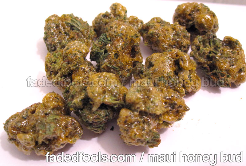 Honey Bud Hash Oil Concentrate