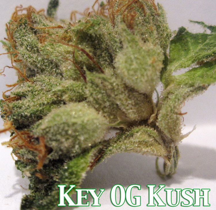 Key OG Kush Medical Marijuana