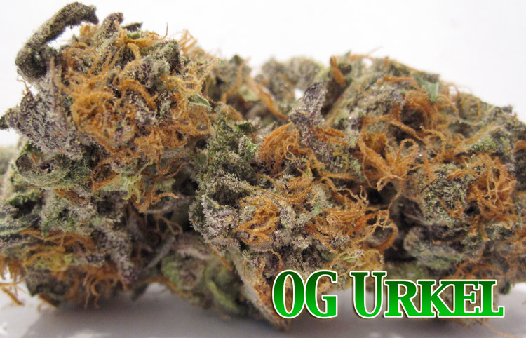 OG Kush x Purple Urkel