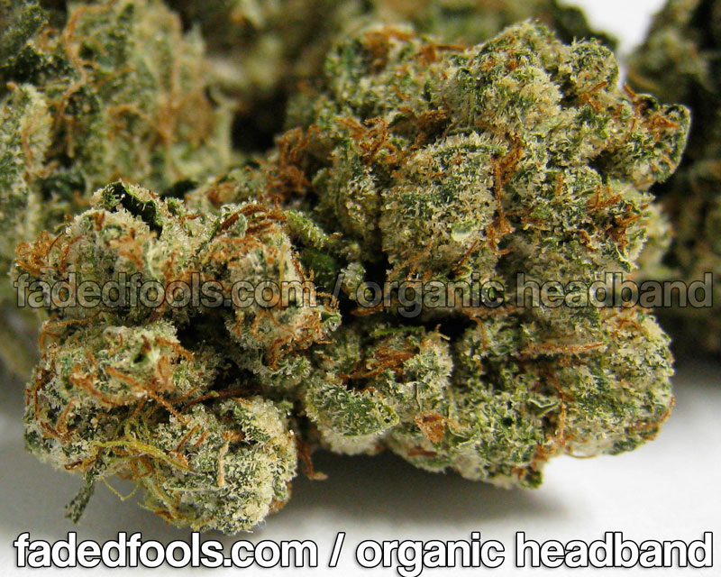 strains of weed. Organic Headband Weed Strain