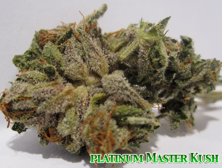 Master Kush