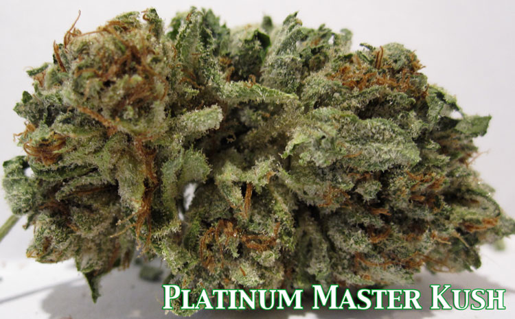 Platinum Master Kush