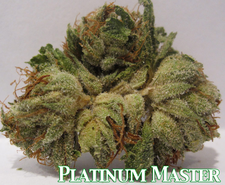 Platinum Master Kush