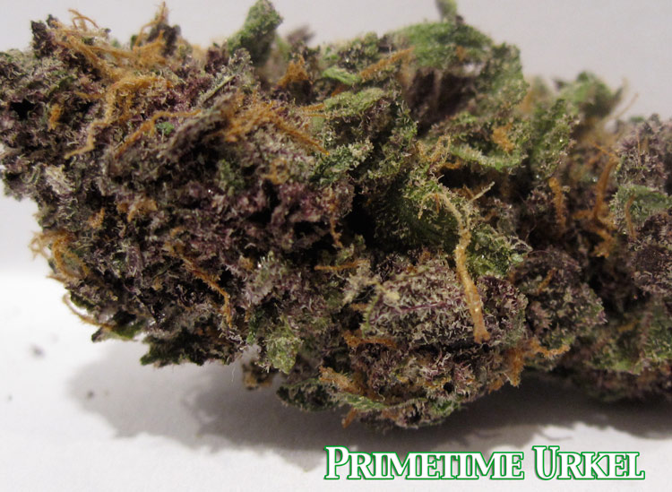 Primetime Purple Urkel