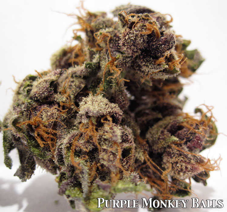 Purple Monkey Balls Medical Marijunana