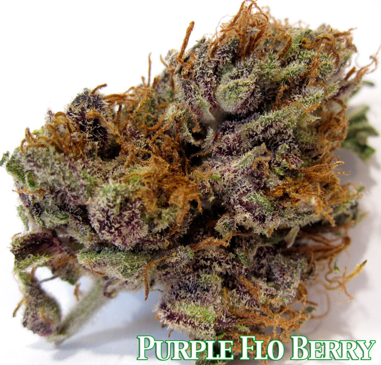 Purple Flo-Berry