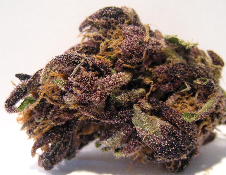 Purple Monkey Balls