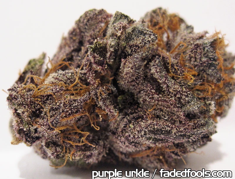 Purple Urkel Medical Marijuana