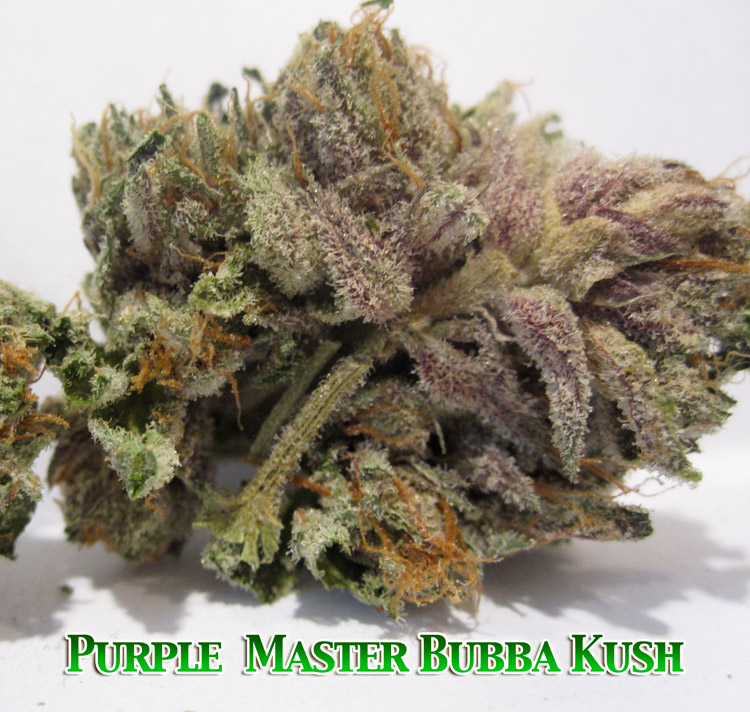 Purple Master Bubba Kush