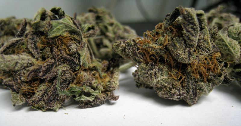 purple haze bud