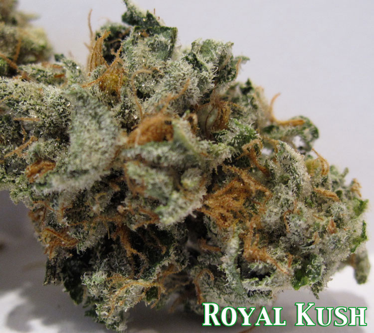 Royal Purple Kush