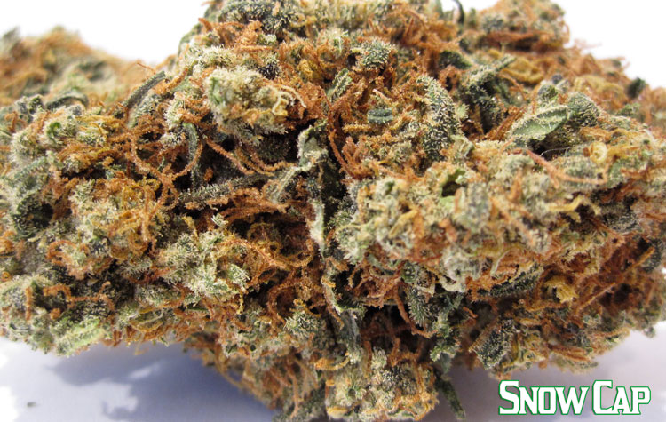 Snow Cap Medical Marijuana