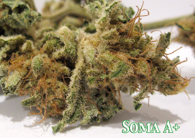 Soma A+ Medical Marijuana
