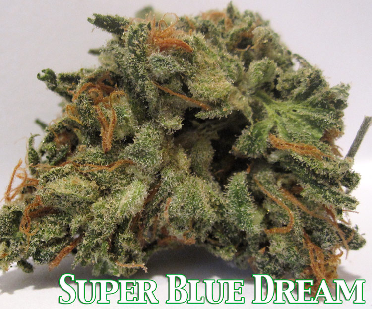 Super Blue Dream Medical Marijuana