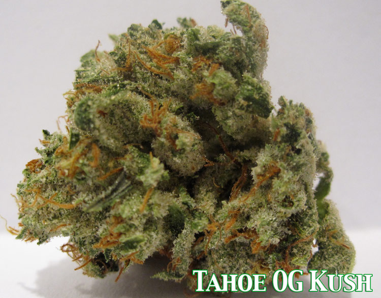 Tahoe OG Kush