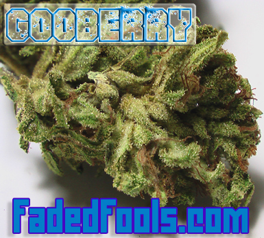 goo berry medical marijuana