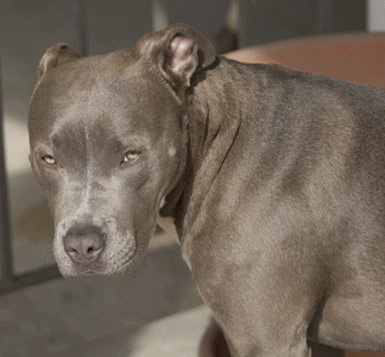 princes - fadedfools official blue pitbull