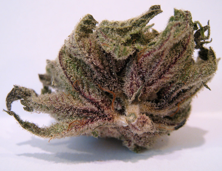 High Resolution Photo - FadedFools - OG Kush Pictures
