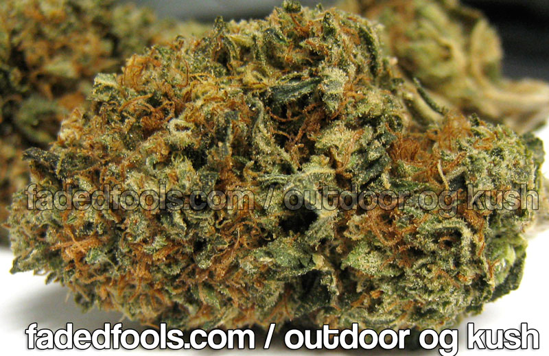 Outdoor Marijuana - FadedFools - OG Kush Pictures